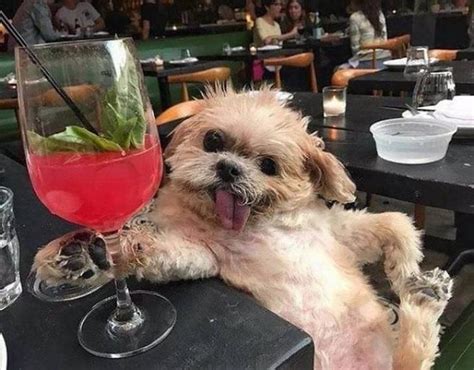 Foto De Cachorros Engraçados - 19 Fotos de cachorros engraçados | Entretenimento - TudoPorEmail
