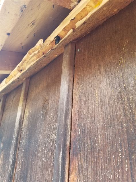 Remove Carpenter Bees Safely - HoneyHoney