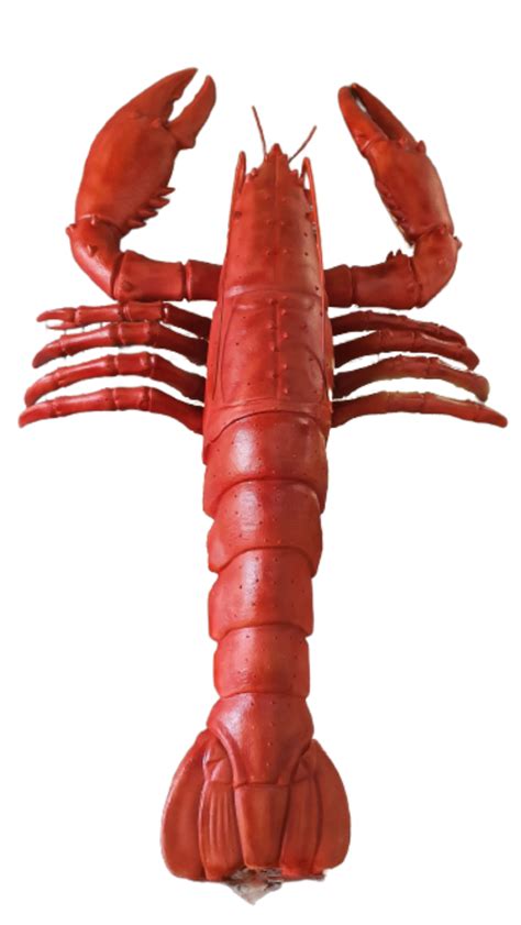 bo suu tap hinh  tom cuc chat full  hon  hinh