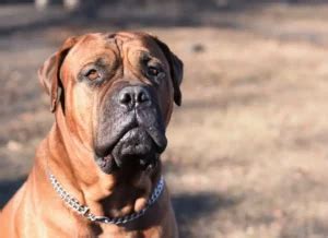 Bullmastiff: Size, Lifespan, Temperament, and Pictures