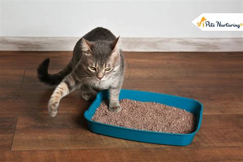 12 Best Cat Litters of 2024 (Tested & Reviewed) - Pets Nurturing