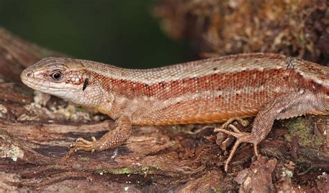 viviparous lizard facts distribution population biodb