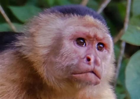 Capuchin Monkey Behavior - AnimalBehaviorCorner