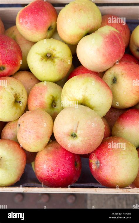 close   apple fruit background stock photo alamy
