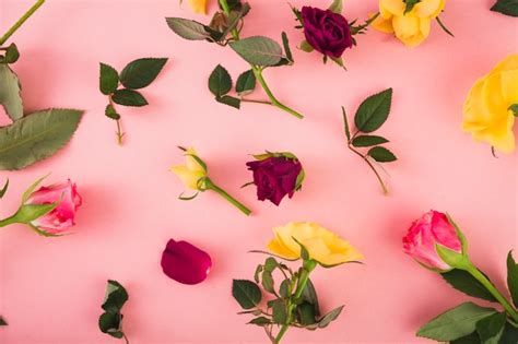 photo cut rose heads