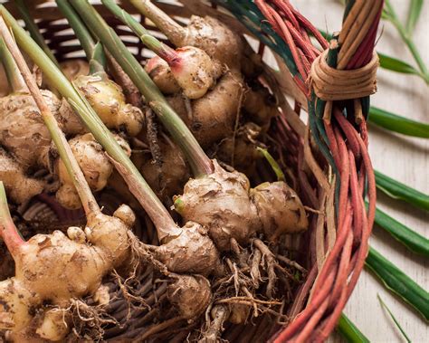 how to grow ginger root 9
