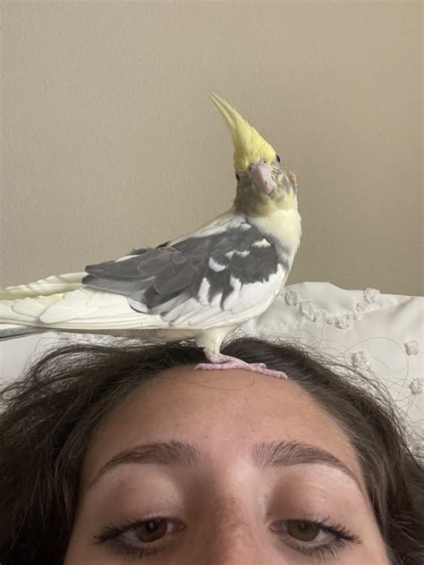 what happens if cockatiel losing hair for beginners 6