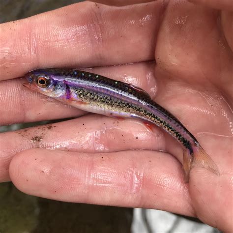 First Rainbow Shiner ever, from Tennessee. Contender for prettiest