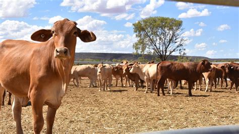 livestock financing       insights