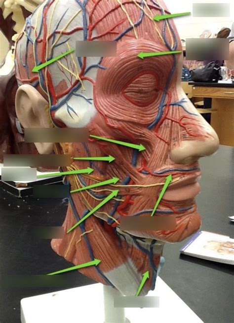 side  face pt  diagram quizlet