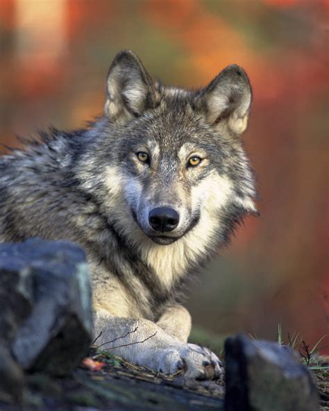 gray wolf portrait  stock photo public domain pictures