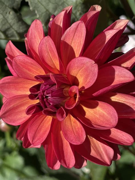 Groovy Dahlia - Wild Horse Gardens, LLC