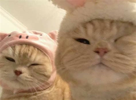 40 takipçi için teşekkürler | Ảnh mèo hài hước, Mèo tabby, Mèo
