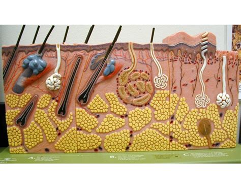 skin model labeling Quiz