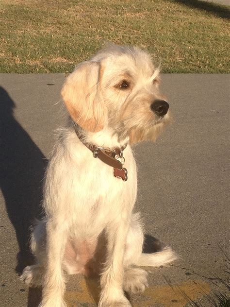 English Cocker Spaniel Mixed With Poodle Molly - Medium Female English Cocker Spaniel x Poodle