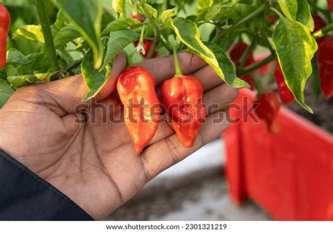 746 Spicy Naga Images, Stock Photos & Vectors | Shutterstock