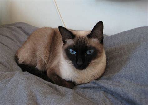 Siamese Cat Names Names For Male Female Siamese Cats | Hot Sex Picture