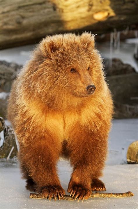 Kodiak Grizzly/Brown Bear Cub | Brown bear, Bear cubs, Bear