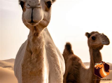 Domesticated vs. Wild Camels: Adaptations to the Desert