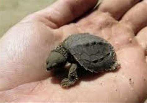 fitzroy river turtle  breathe   bum cloacal