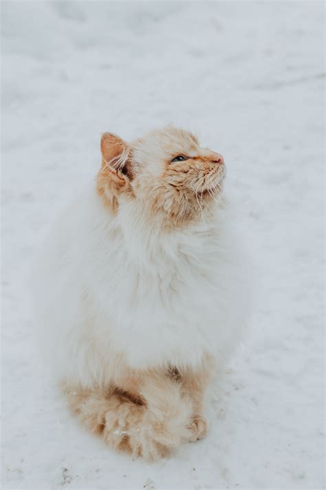 Fotos gratis : invierno, blanco, mamífero, gato, mascota, mascotas