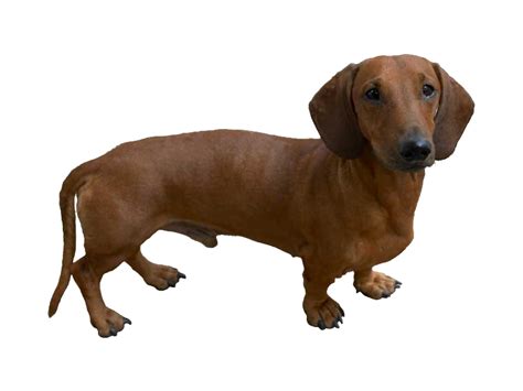Такса PNG