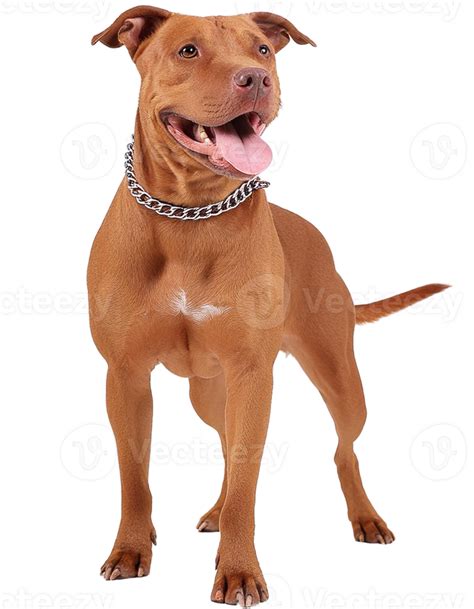 American Pitbull, transparent picture 44772690 PNG