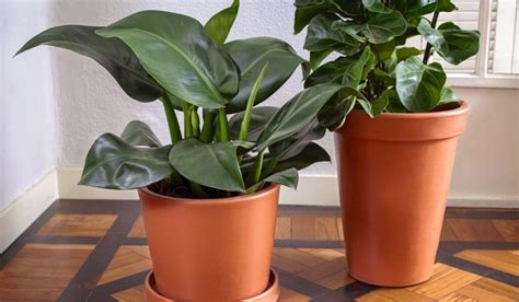Modelo.de Vaso Para Plantas - Modelos de vasos para plantas - Afort