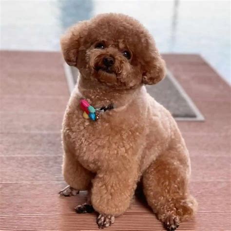 toy poodle  yorkie breed comparison   oodlelife