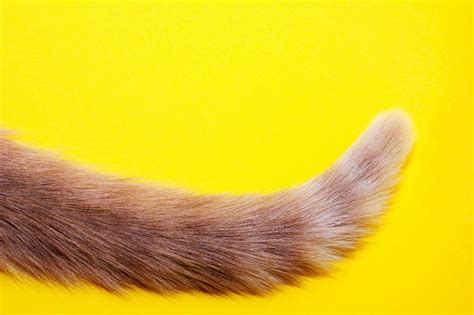 tail pictures   images  unsplash