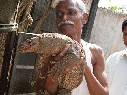 bengal monitor wikipedia