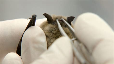 White-Nose Syndrome in Bats | Georgia Outdoors | PBS LearningMedia