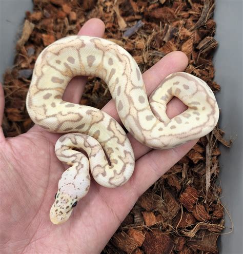 pastel banana spotnose clown ball python  bobs balls morphmarket