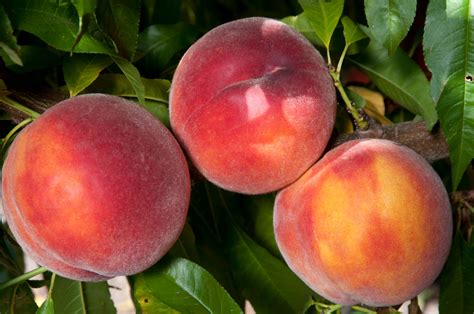 Peaches: Evas Pride Peach - Standard