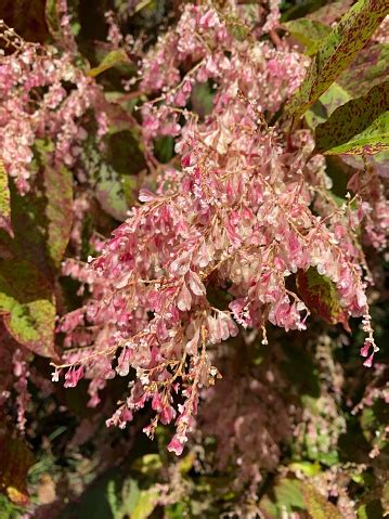 Rare Reynoutria Japonica Stock Photo - Download Image Now - Agriculture ...