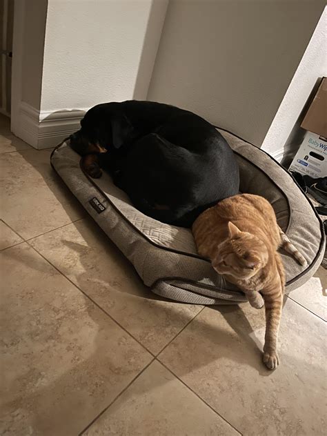Do Rottweiler’s get along with cats? We’ll yes they do… : r/Rottweiler