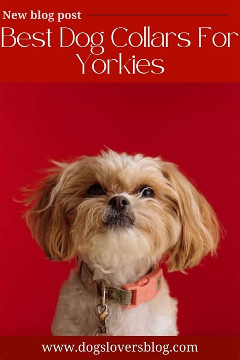 Top 5 Best Dog Collars for Yorkies: Finding the Perfect Match for Your ...