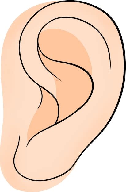 ohr clipart vektoren und illustrationen zum kostenlosen  freepik