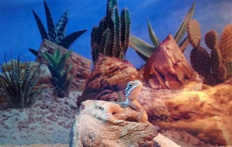 7 DIY Bearded Dragon Enclosure Plans You Can Make Today (with Pictures ...