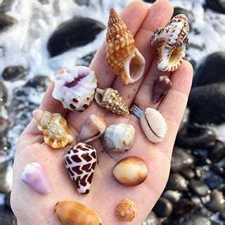 Handful of happiness from the sea on a quick little hunt before hula ...