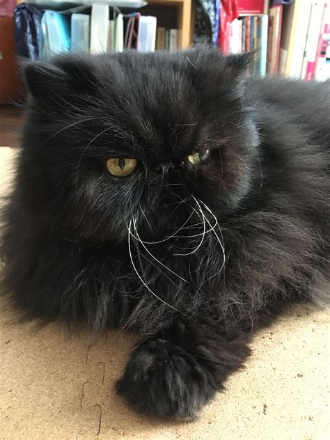 Persian black, Cat. | Cats, Cute cats and kittens, Cute cats