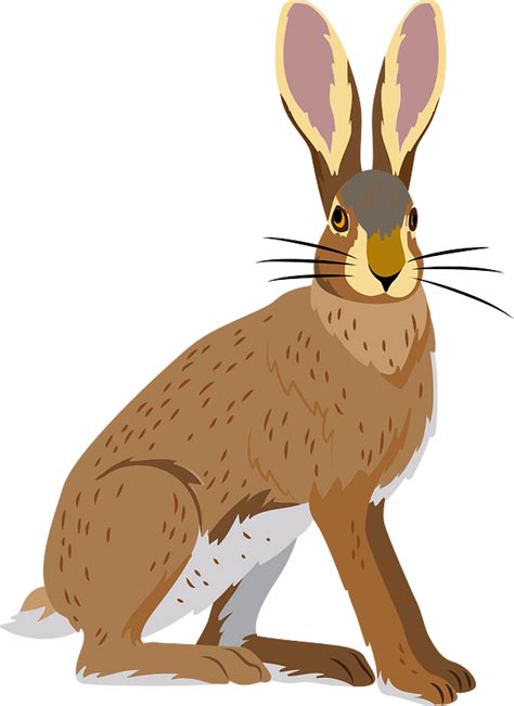 hispid hare  vector clipart images  creazillacom
