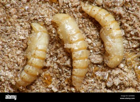 Darkling Beetle Pupa Stage Collection Sale | www ...