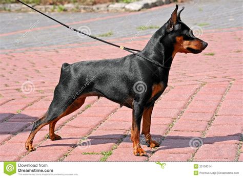 Doberman Pinscher Clipart Big Dog - Miniature Pinscher Transparent ...