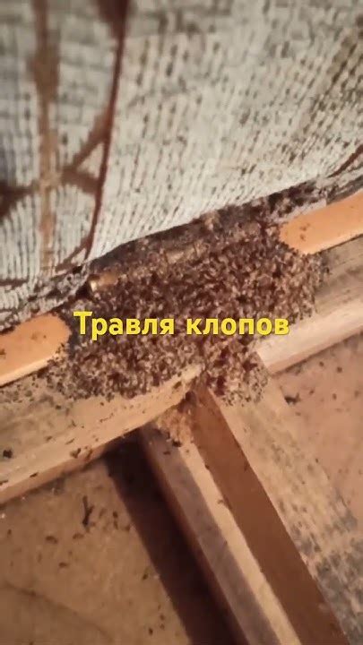 Травля клопов🪳Семейная СЭС. Москва и МО. 📲 +79852808589. Ссылка на ...