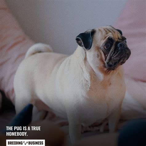 15 Dogs That Don't Bark or Shed – Description, Special Care & FAQ