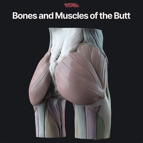 Anatomy For Sculptors - Bones and Muscles of the Butt