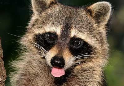 arbroath flaming raccoon starts grass fire