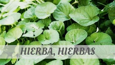 hierba hierbas  teach