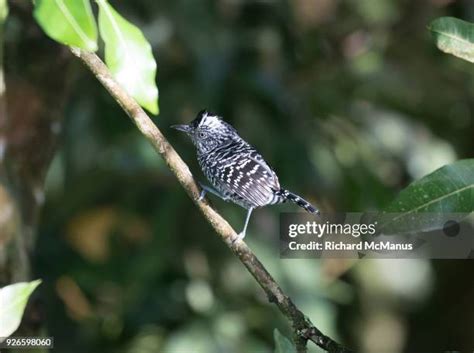 30 Antshrike Stock Photos, High-Res Pictures, and Images - Getty Images